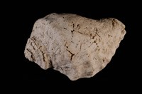 藏品(骨螺)的圖片